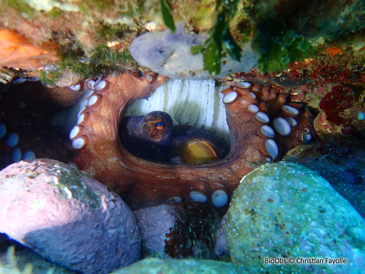 Poulpe Commun Ponte - Octopus - Christian Fayolle - BioObs