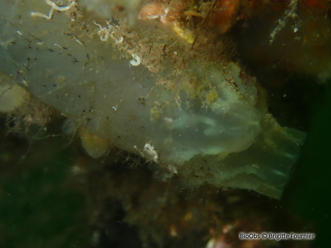 Cione robuste - Ciona robusta - Brigitte Fournier - BioObs