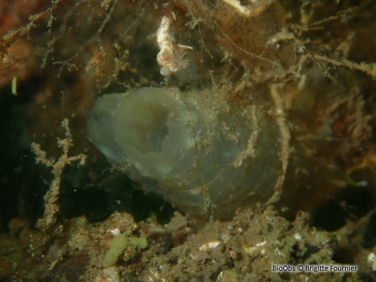 Cione robuste - Ciona robusta - Brigitte Fournier - BioObs