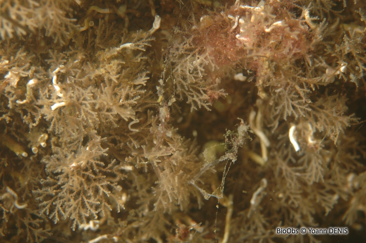 Bugule à stolon - Bugulina stolonifera - Yoann DENIS - BioObs
