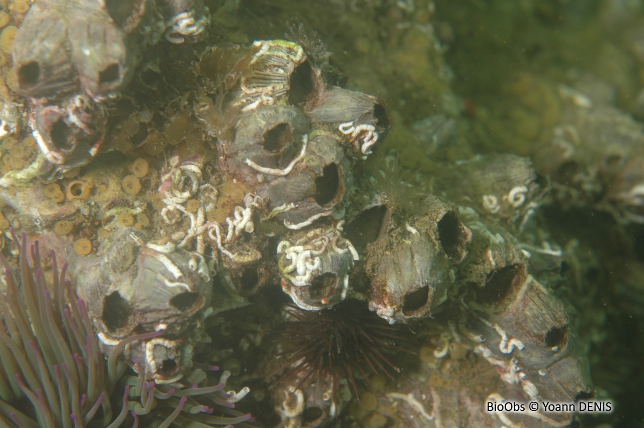 Balane rayée - Amphibalanus amphitrite - Yoann DENIS - BioObs