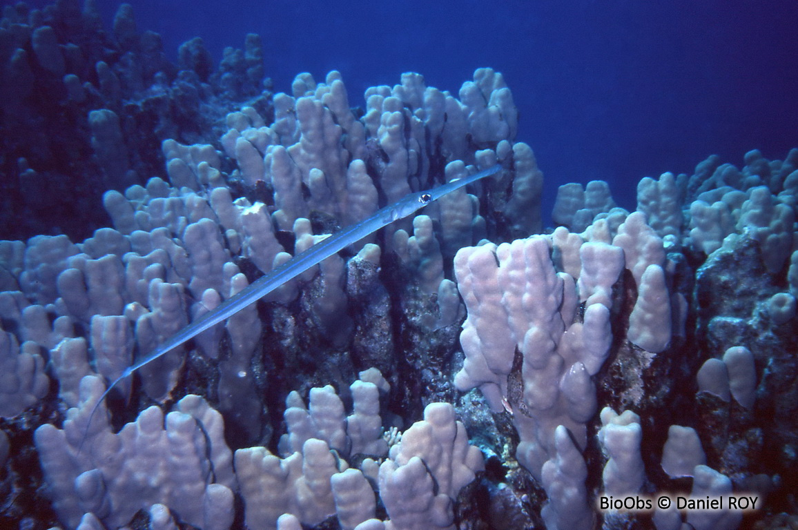Poisson-flûte à taches bleues - Fistularia commersonii - Daniel ROY - BioObs
