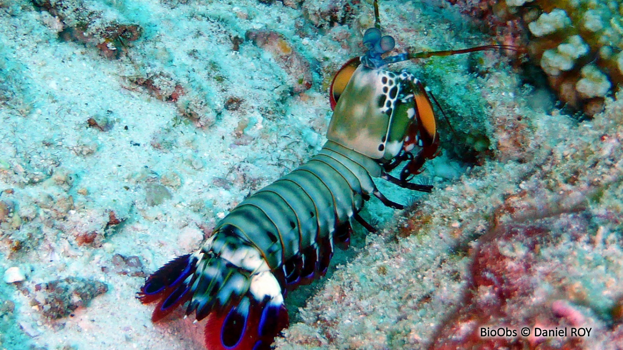 Mante de mer paon - Odontodactylus scyllarus - Daniel ROY - BioObs