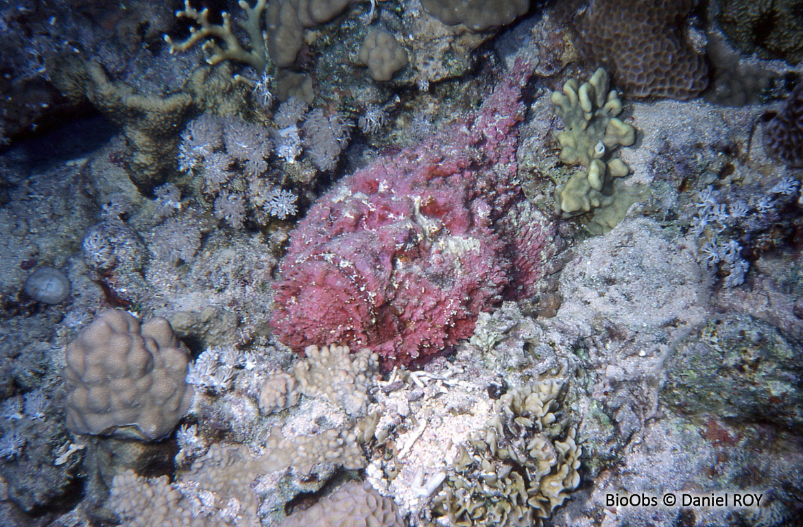 Poisson-pierre commun - Synanceia verrucosa - Daniel ROY - BioObs