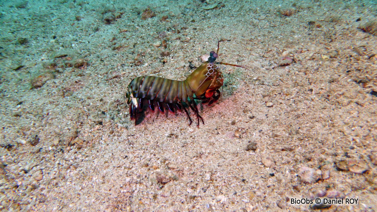 Mante de mer paon - Odontodactylus scyllarus - Daniel ROY - BioObs