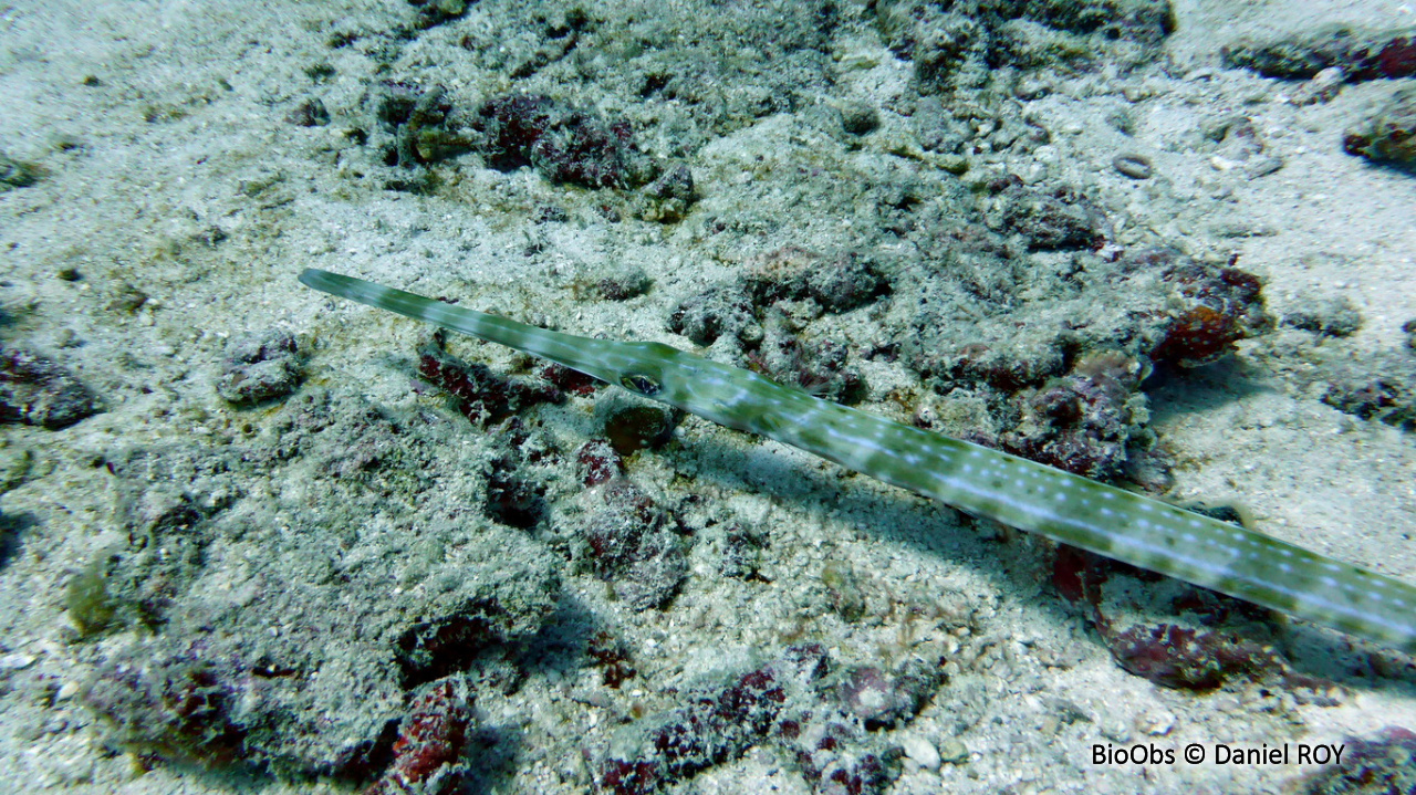 Poisson-flûte à taches bleues - Fistularia commersonii - Daniel ROY - BioObs