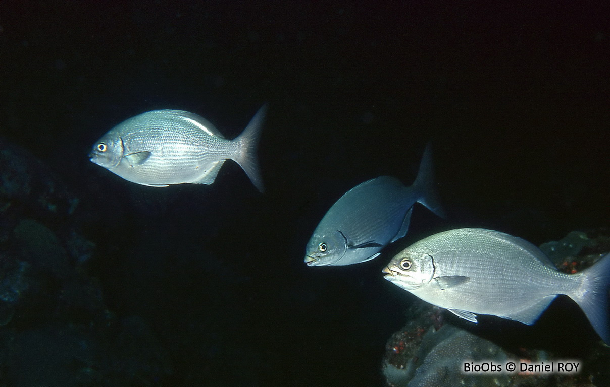 Calicagère blanche - Kyphosus sectatrix - Daniel ROY - BioObs