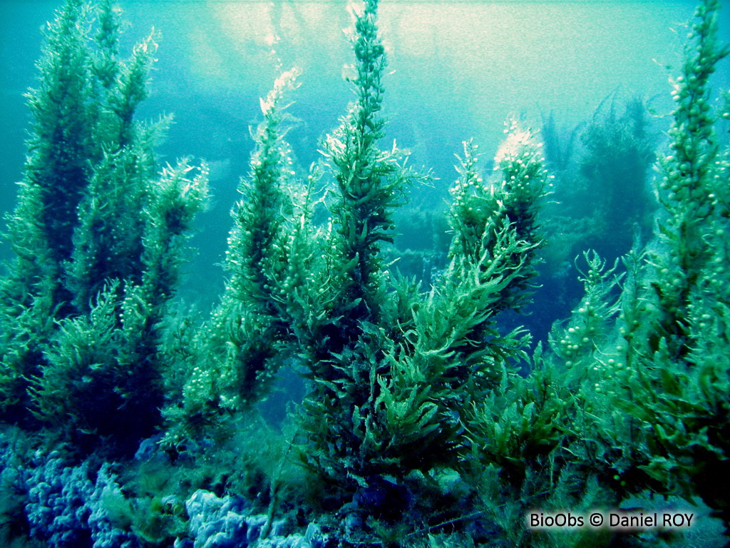 Sargasse commune - Sargassum vulgare - Daniel ROY - BioObs