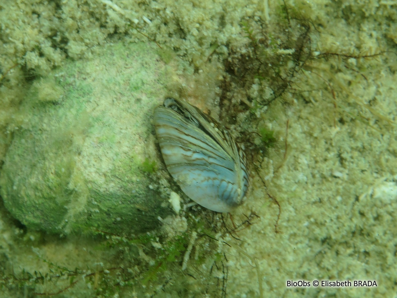 Moule zébrée d'eau douce - Dreissena sp - Elisabeth BRADA - BioObs