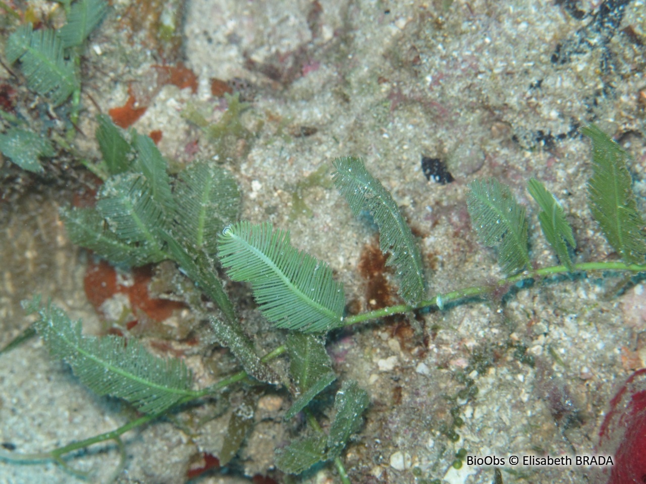 Caulerpe à feuilles d'If - Caulerpa taxifolia - Elisabeth BRADA - BioObs