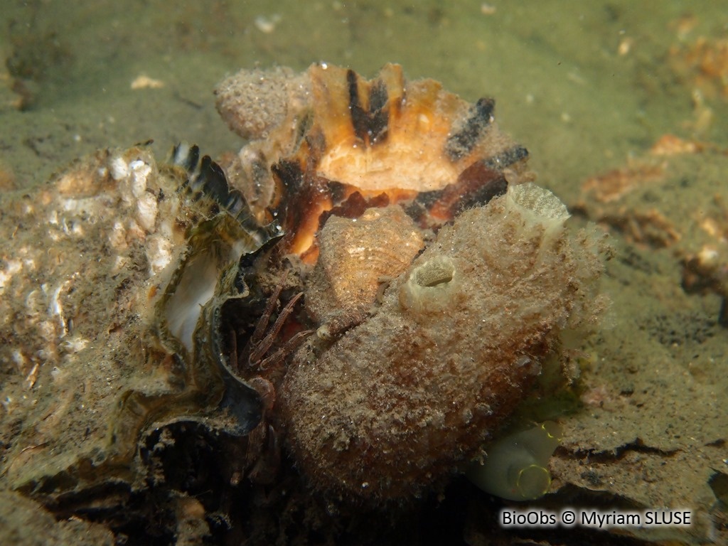 Huitre creuse - Magallana gigas - Myriam SLUSE - BioObs