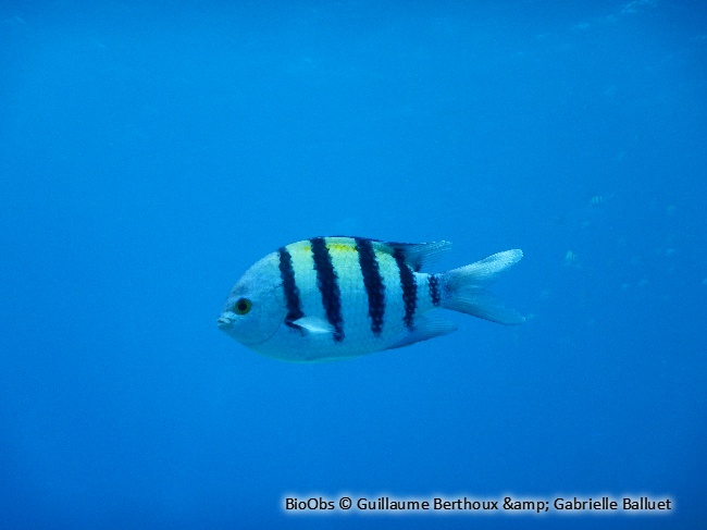 Poisson-bagnard - Abudefduf vaigiensis - Guillaume Berthoux - BioObs