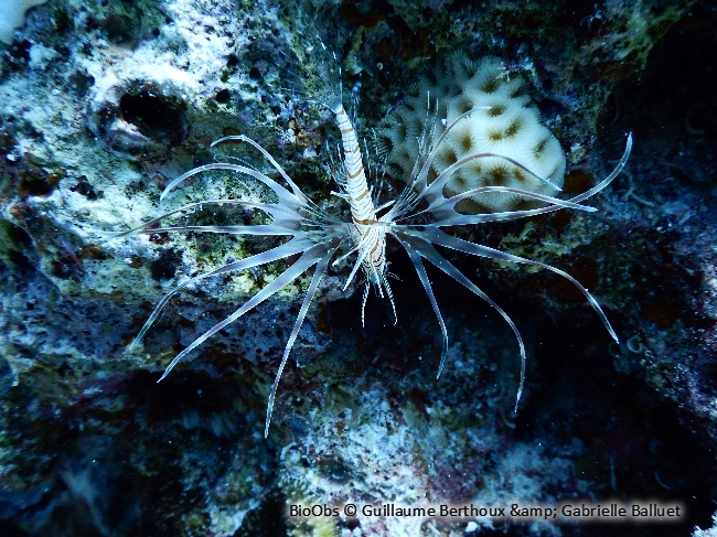 Rascasse volante de l'océan Indien - Pterois miles - Guillaume Berthoux - BioObs