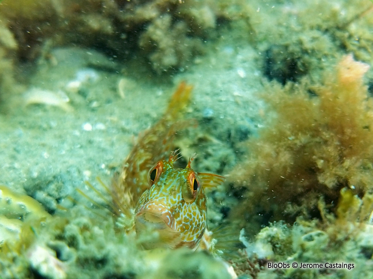 Blennie pilicorne - Parablennius pilicornis - Jerome Castaings - BioObs