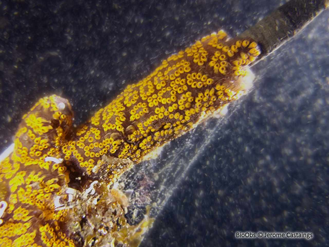 Botrylle de San Diego - Botrylloides diegensis - Jerome Castaings - BioObs