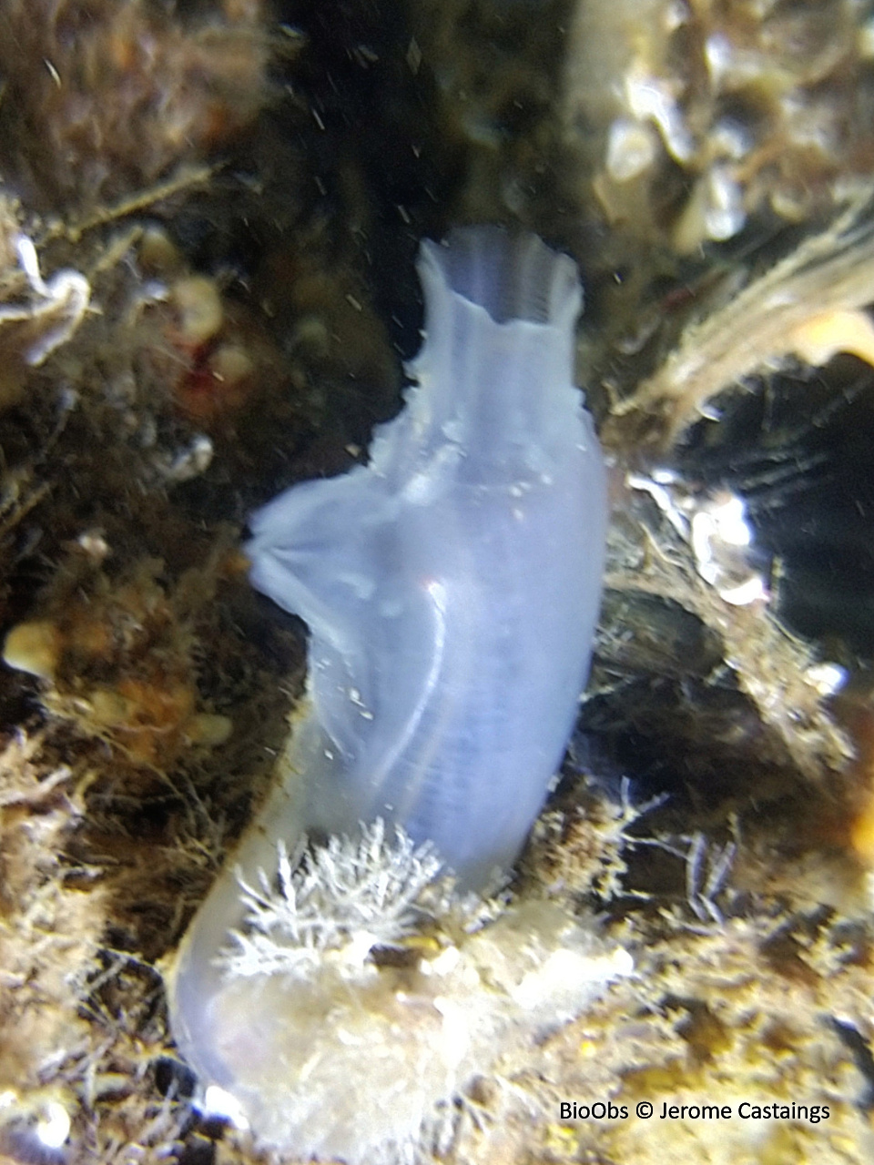 Cione robuste - Ciona robusta - Jerome Castaings - BioObs