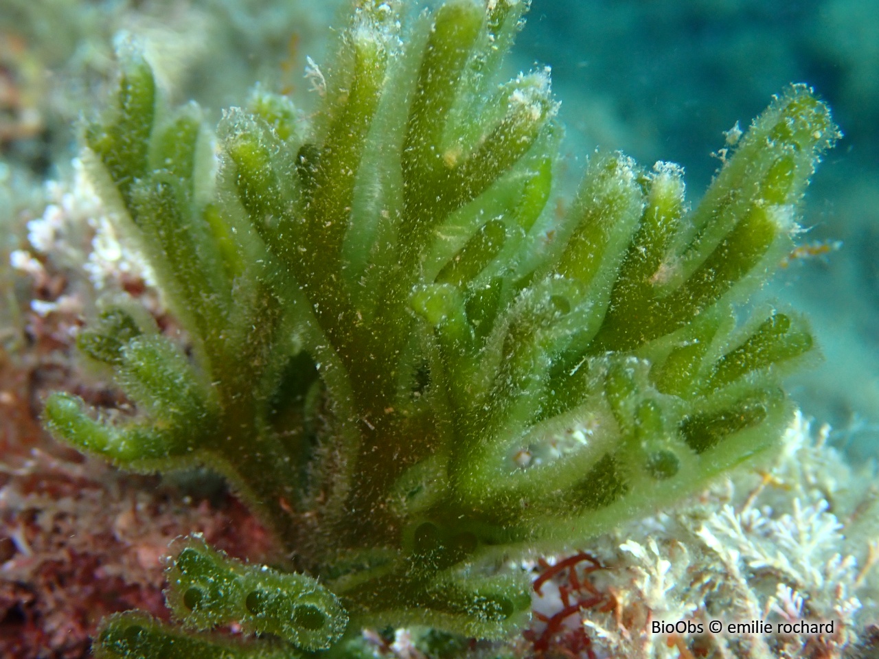 Codium fragile - Codium fragile - emilie rochard - BioObs
