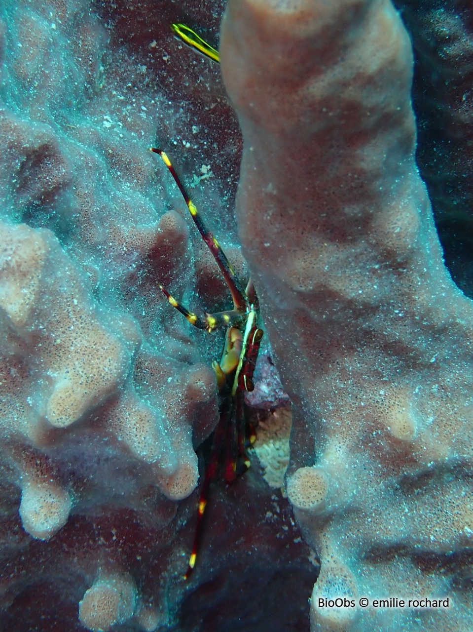 Crabe plat des oursins - Percnon gibbesi - emilie rochard - BioObs