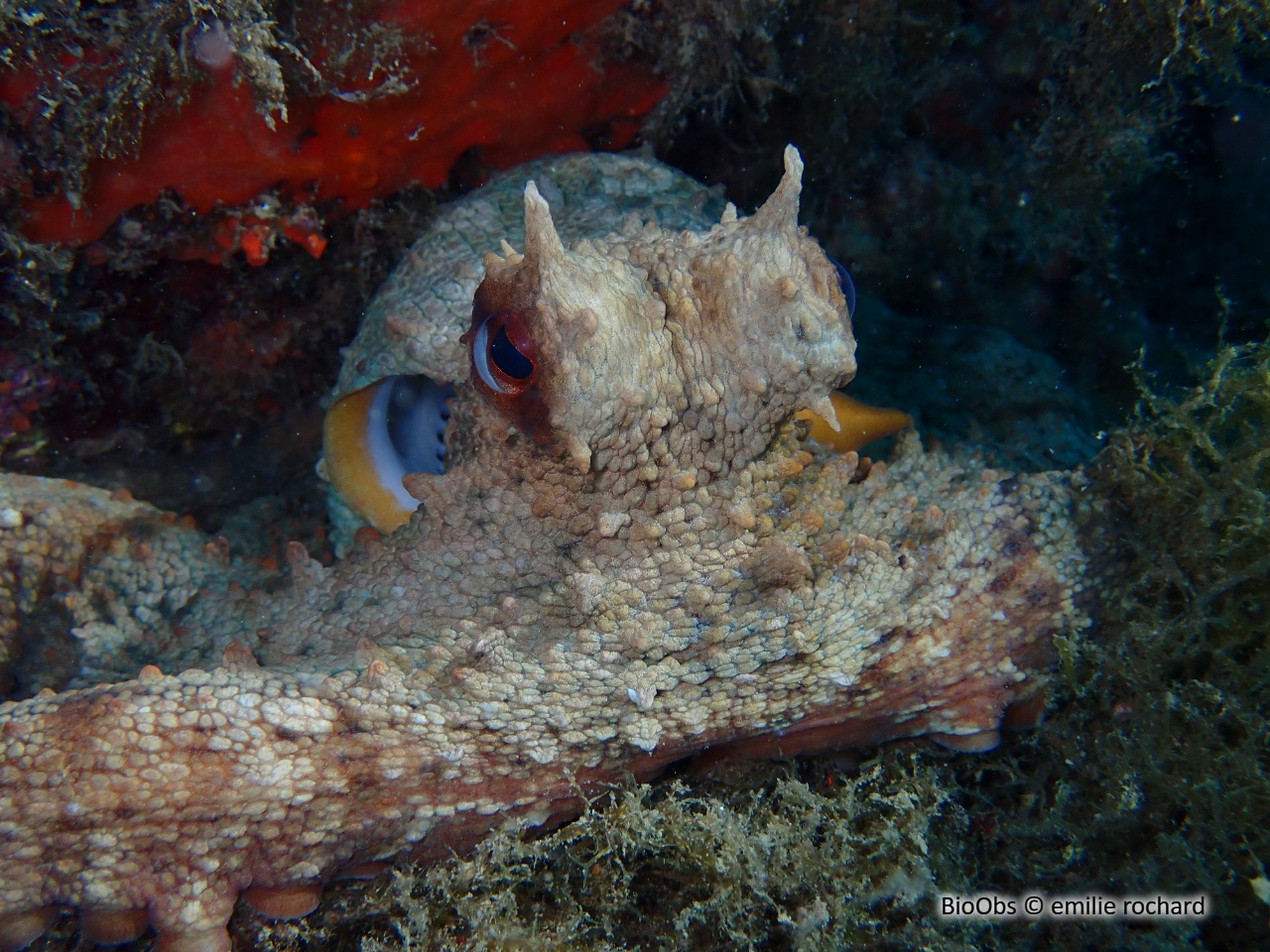 Poulpe commun - Octopus vulgaris