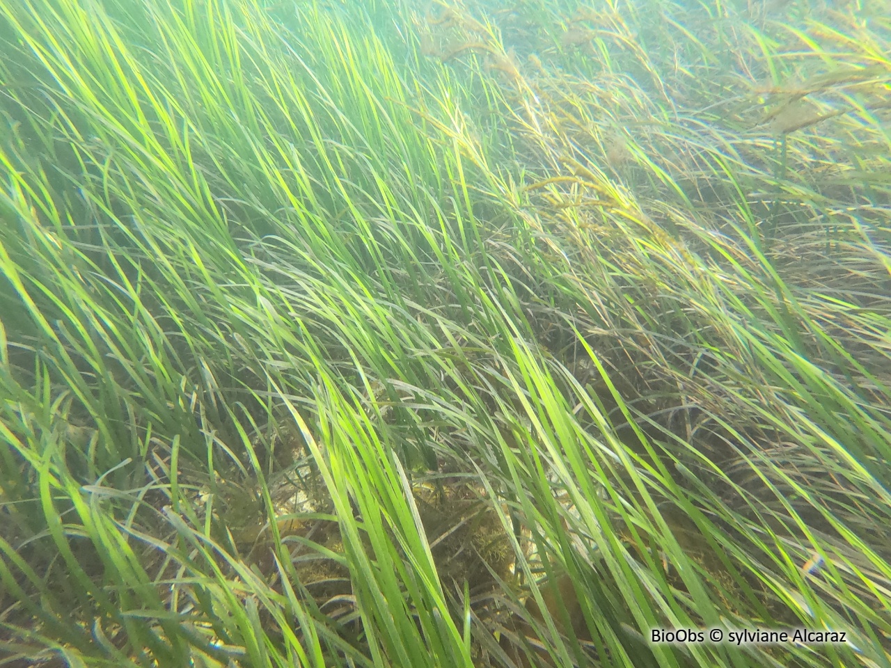 Zostère marine - Zostera (Zostera) marina - sylviane Alcaraz - BioObs