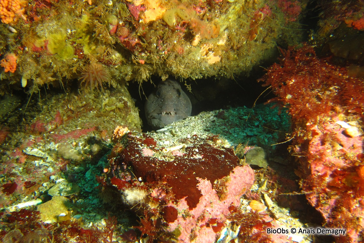 Loup atlantique - Anarhichas lupus - Anaïs Demagny - BioObs