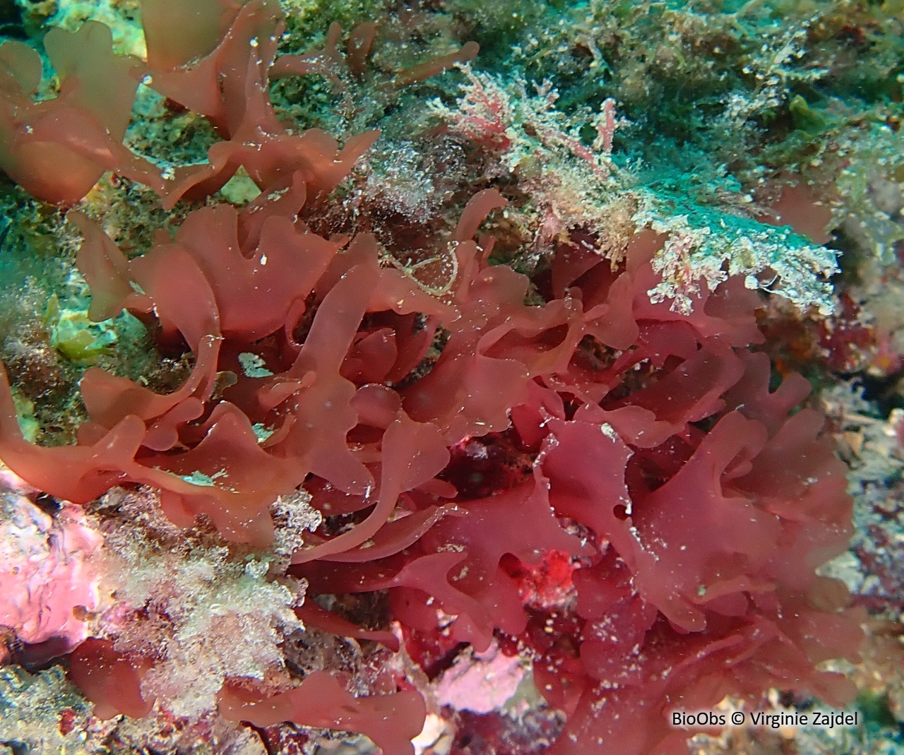 Grateloupe du Pacifique - Grateloupia turuturu - Virginie Zajdel - BioObs