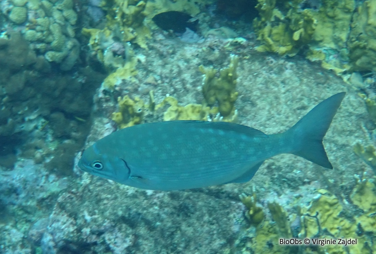 Calicagère blanche - Kyphosus sectatrix - Virginie Zajdel - BioObs
