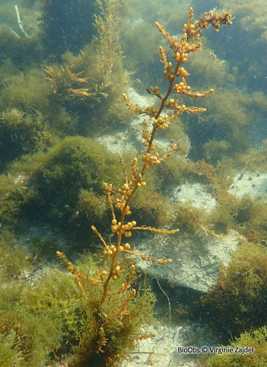 Sargasse commune - Sargassum vulgare - Virginie Zajdel - BioObs