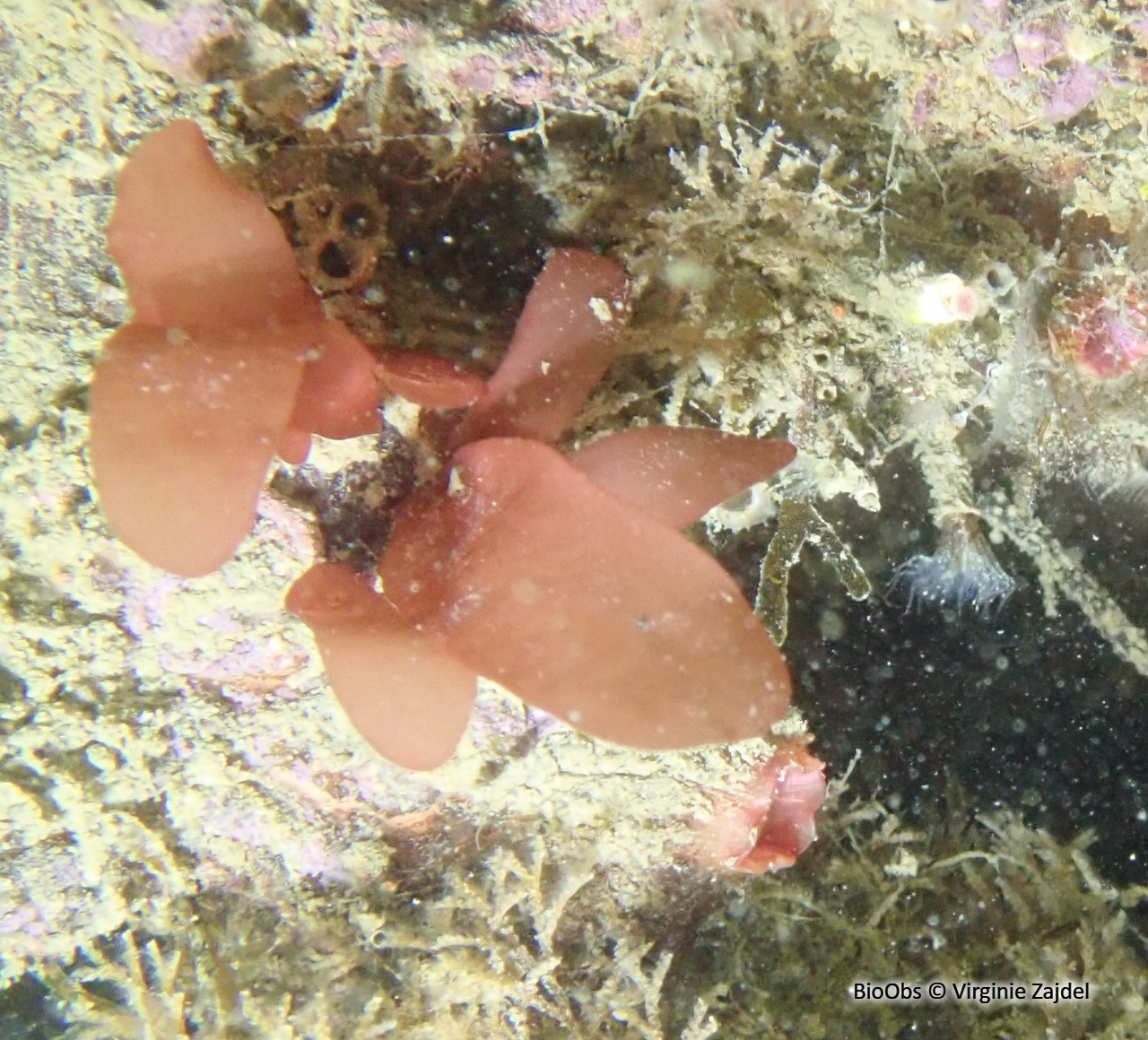 Grateloupe lancéolée - Pachymeniopsis lanceolata - Virginie Zajdel - BioObs