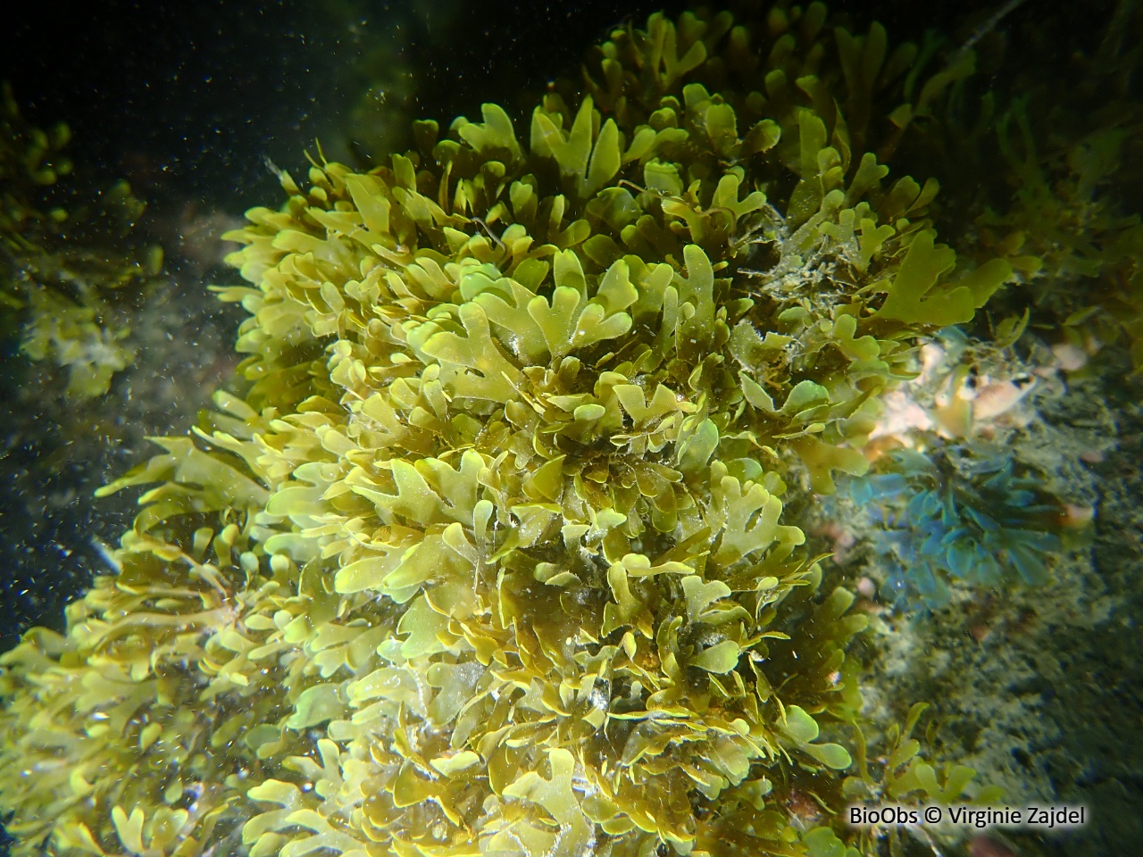 Dictyote d'Okamura - Rugulopteryx okamurae - Virginie Zajdel - BioObs