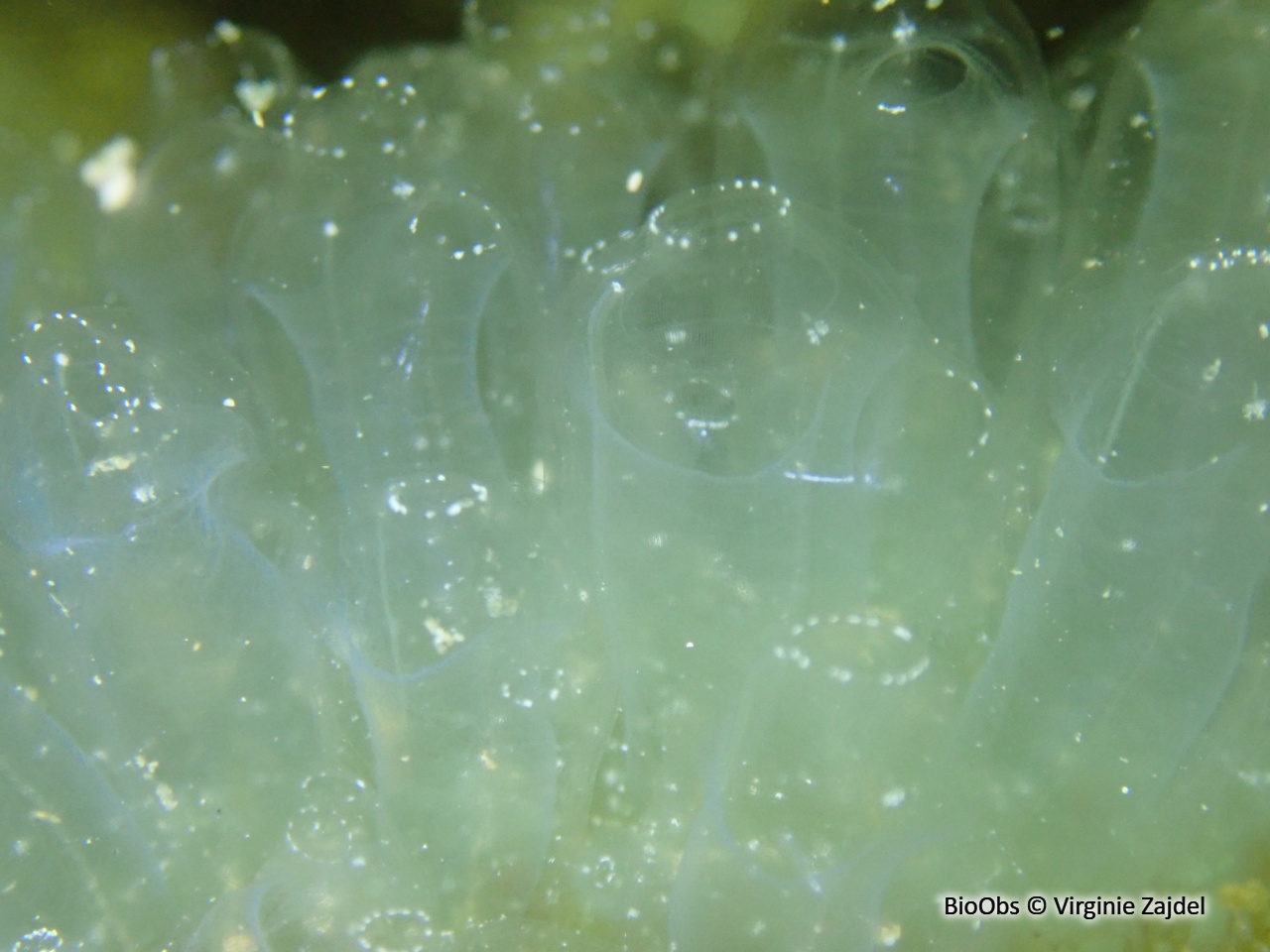 Claveline oblongue - Clavelina oblonga - Virginie Zajdel - BioObs