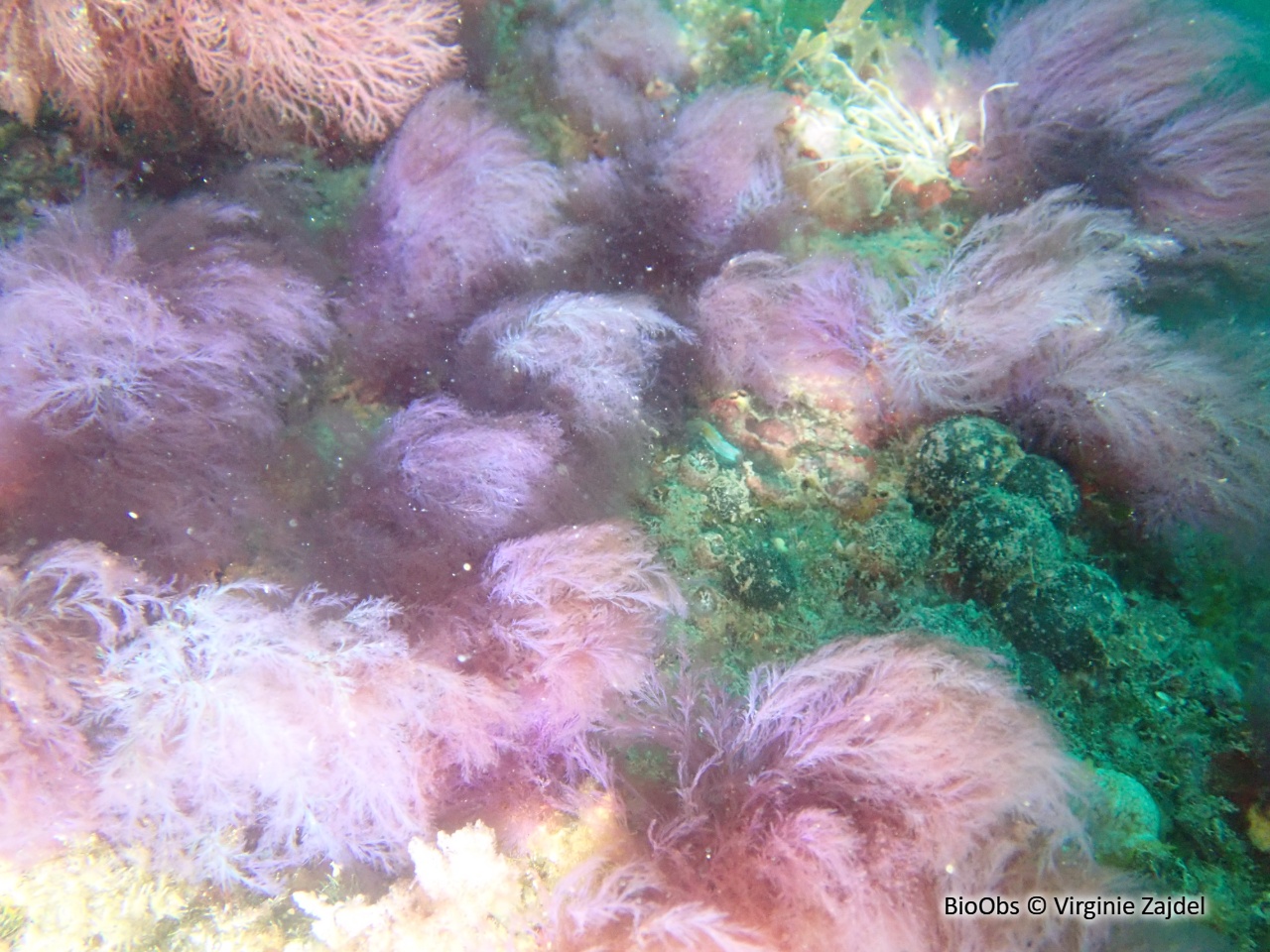 Algue rouge filamenteuse Lophocladia - Lophocladia lallemandii /trichoclados - Virginie Zajdel - BioObs