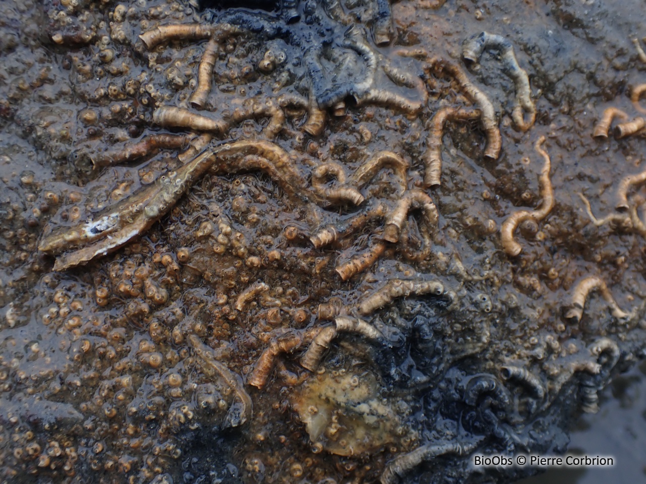Cascail - Ficopomatus enigmaticus - Pierre Corbrion - BioObs