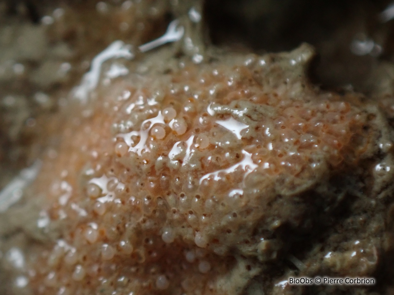 Schizoporella unicorne - Schizoporella unicornis - Pierre Corbrion - BioObs