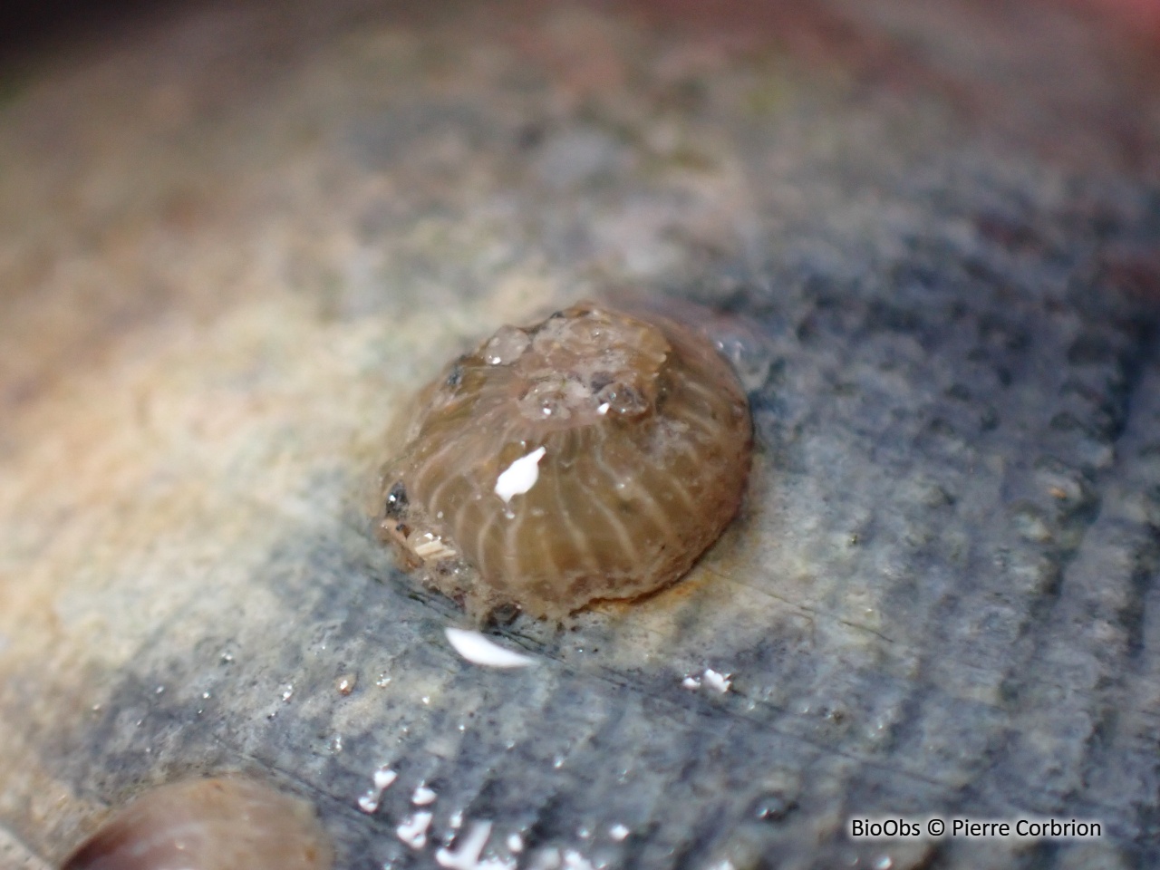 Anémone asiatique lignée - Diadumene lineata - Pierre Corbrion - BioObs