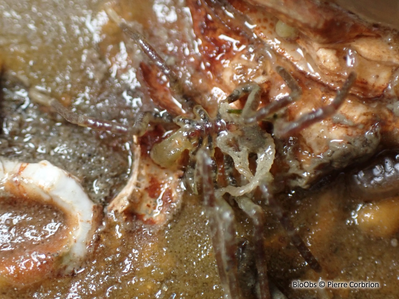 Araignée à bande brune du Pacifique - Ammothea hilgendorfi - Pierre Corbrion - BioObs