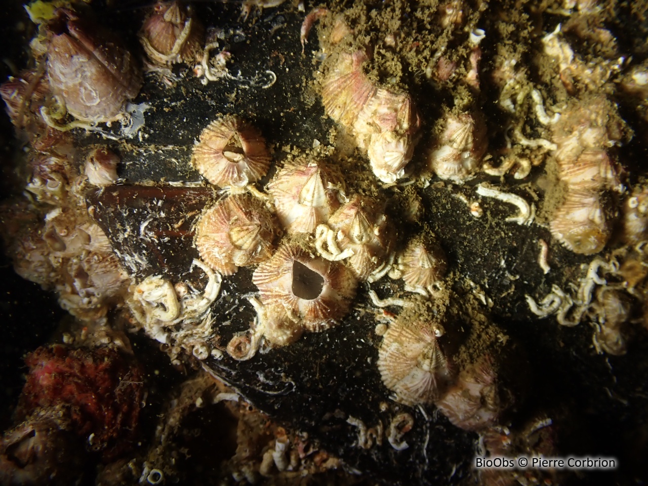 Balane triangulaire - Balanus trigonus - Pierre Corbrion - BioObs