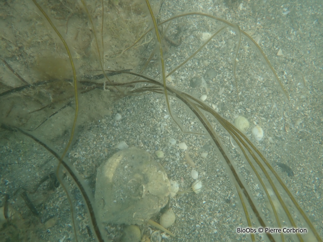 Lacet de mer - Chorda filum - Pierre Corbrion - BioObs