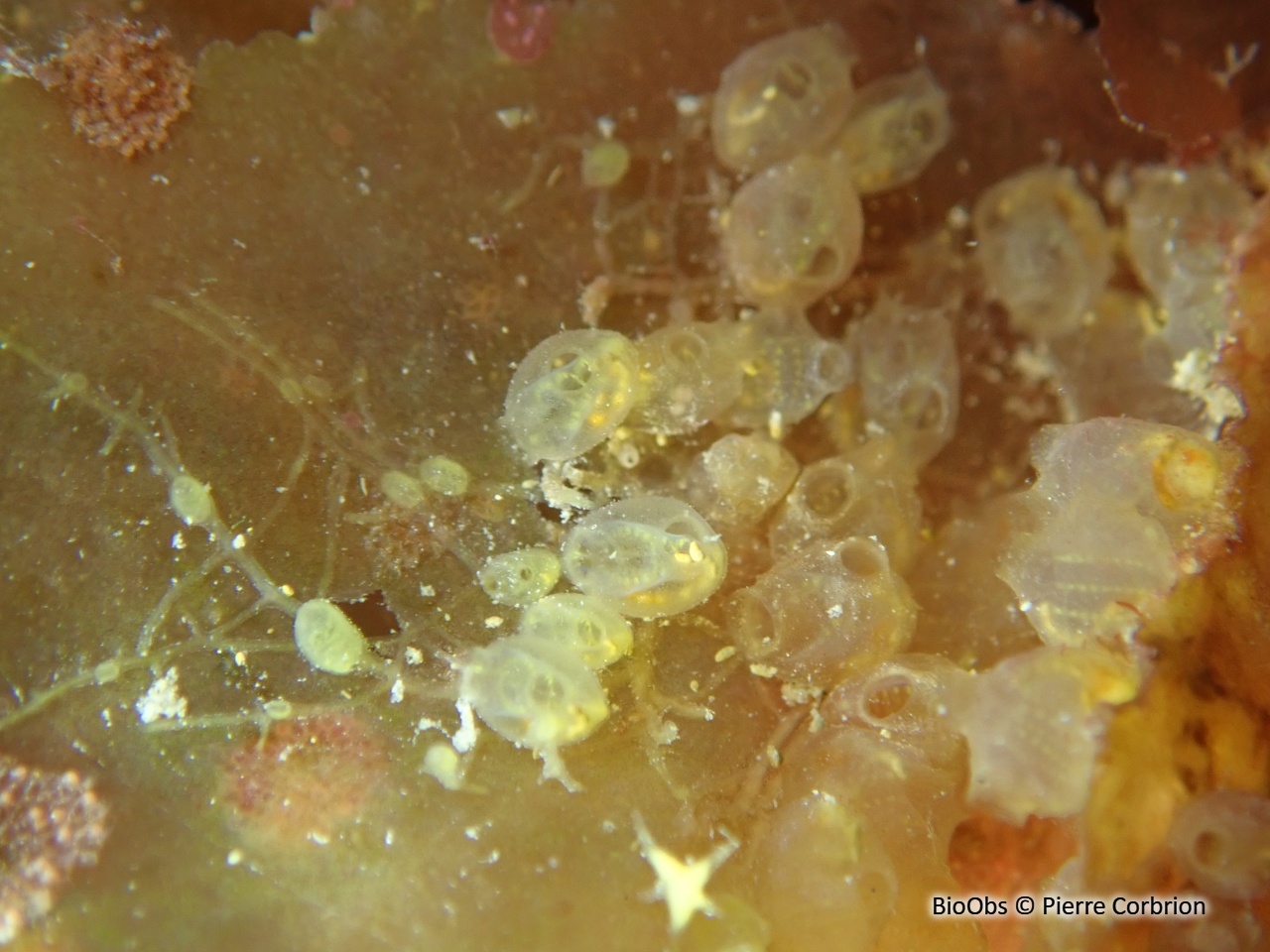 Pérophore japonaise - Perophora japonica - Pierre Corbrion - BioObs