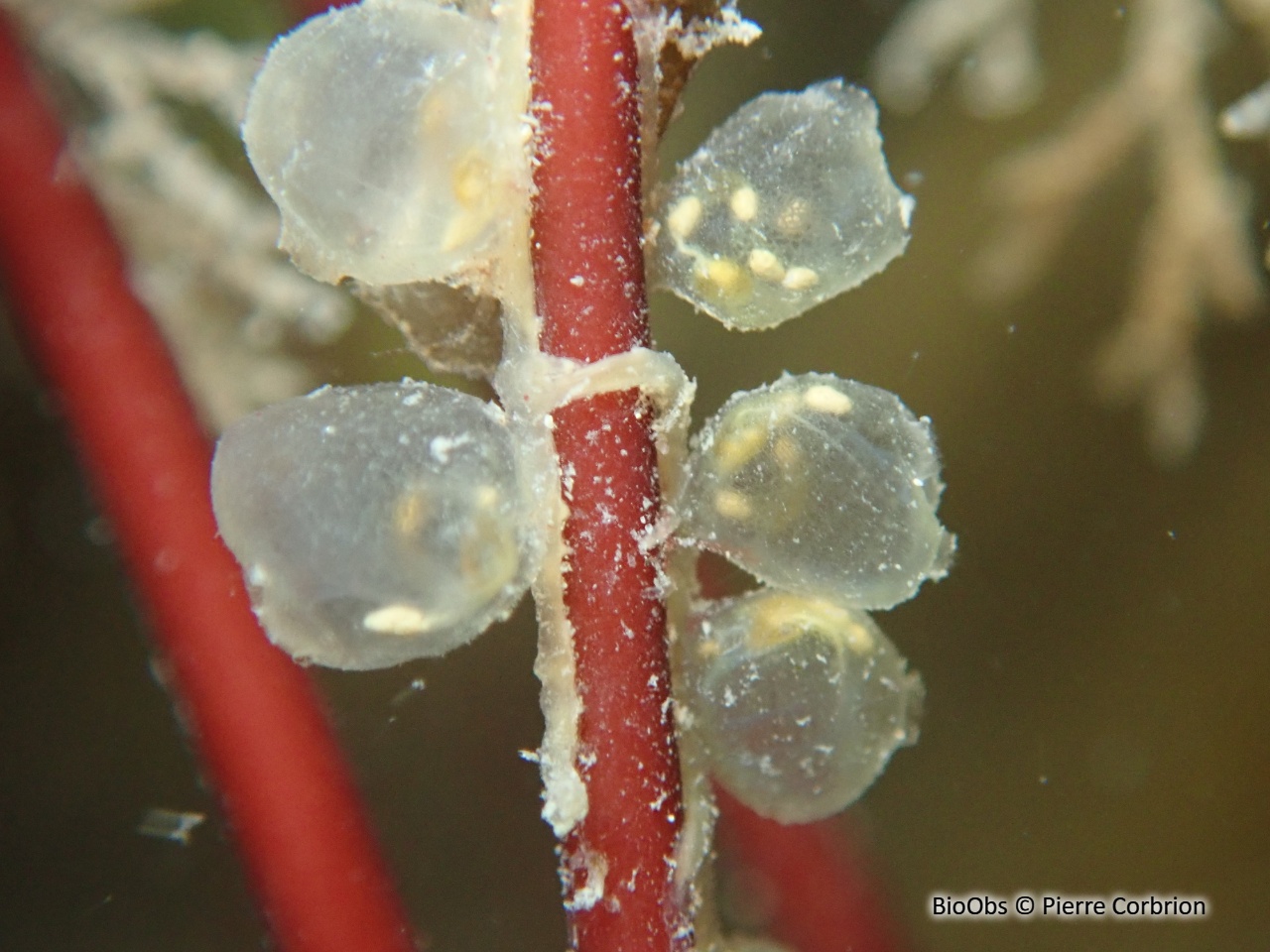 Pérophore japonaise - Perophora japonica - Pierre Corbrion - BioObs