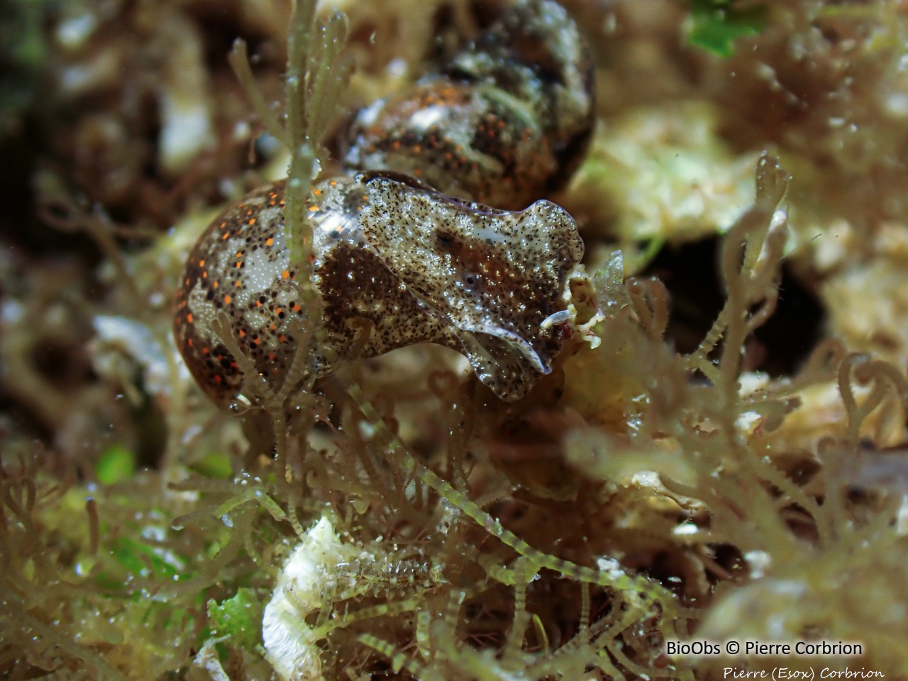 Haminoé japonaise - Haloa japonica - Pierre Corbrion - BioObs