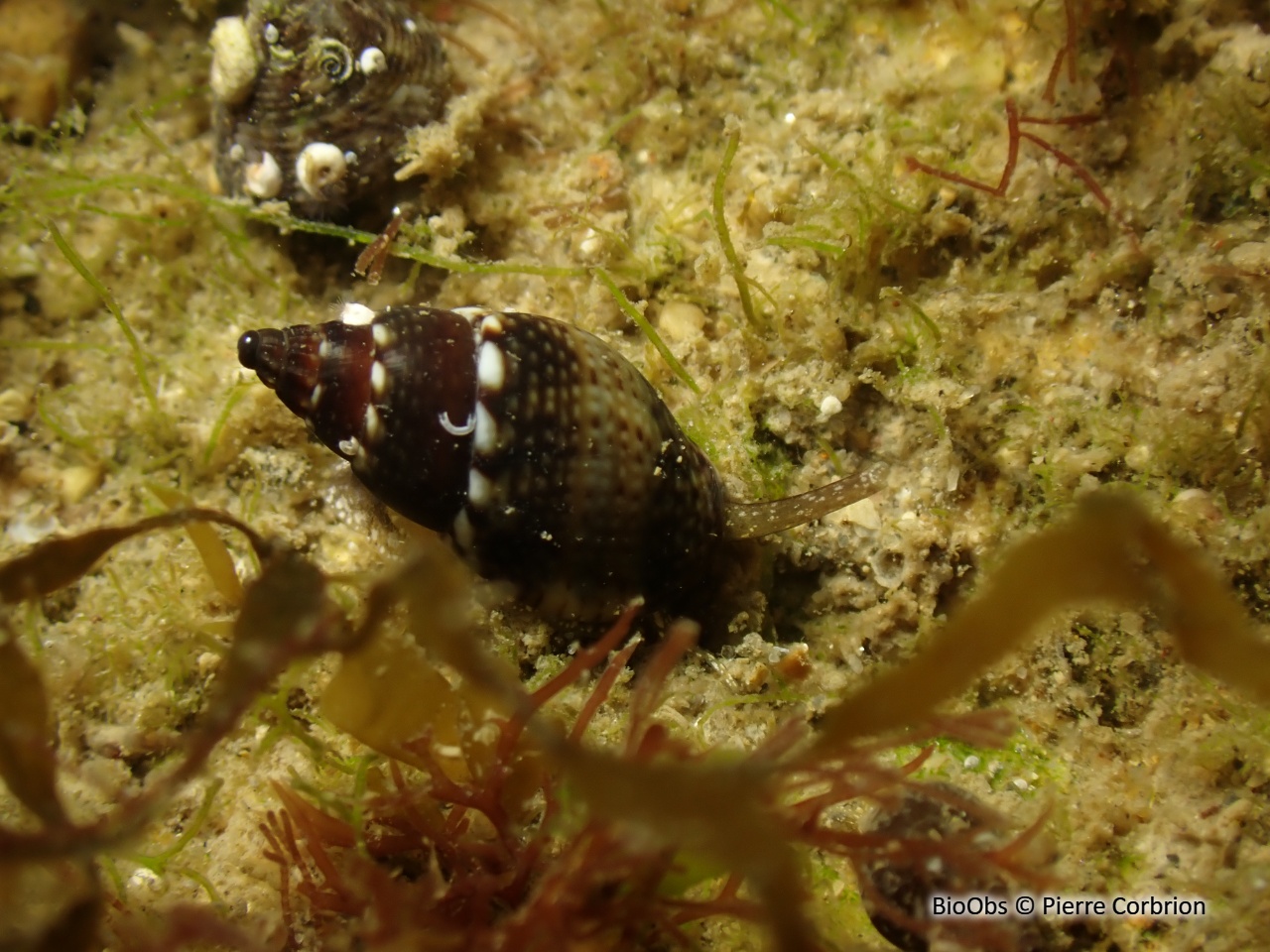 Tritia corniculum - Tritia corniculum - Pierre Corbrion - BioObs