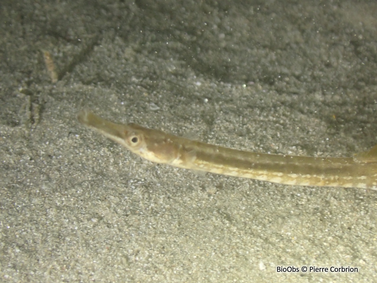 Syngnathe de Duméril - Syngnathus rostellatus - Pierre Corbrion - BioObs