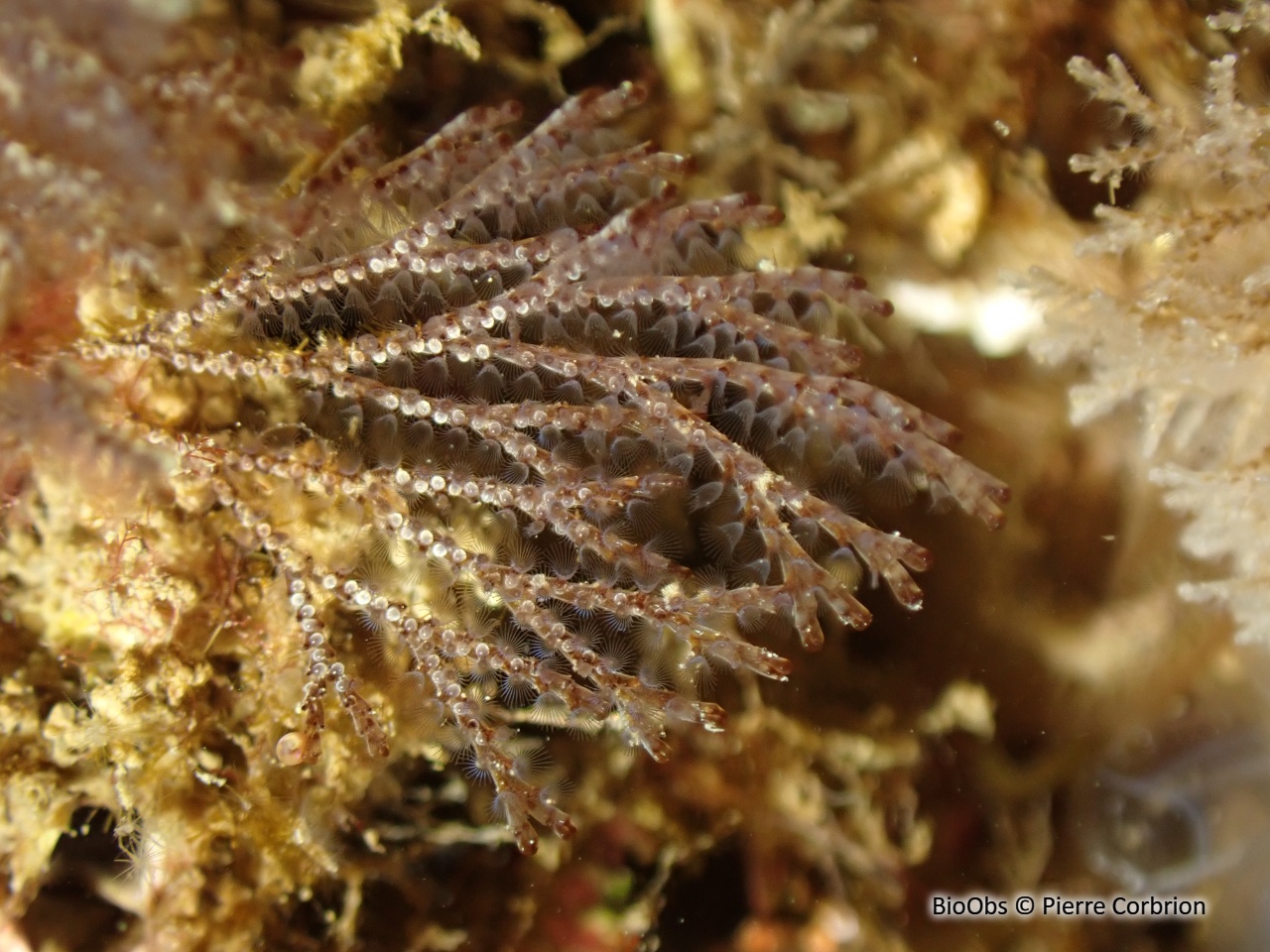 Bugule brune - Bugula neritina - Pierre Corbrion - BioObs