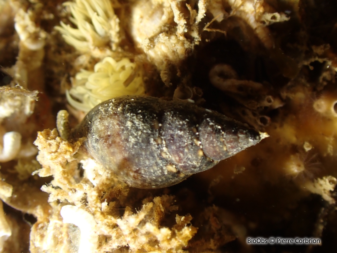 Tritia corniculum - Tritia corniculum - Pierre Corbrion - BioObs