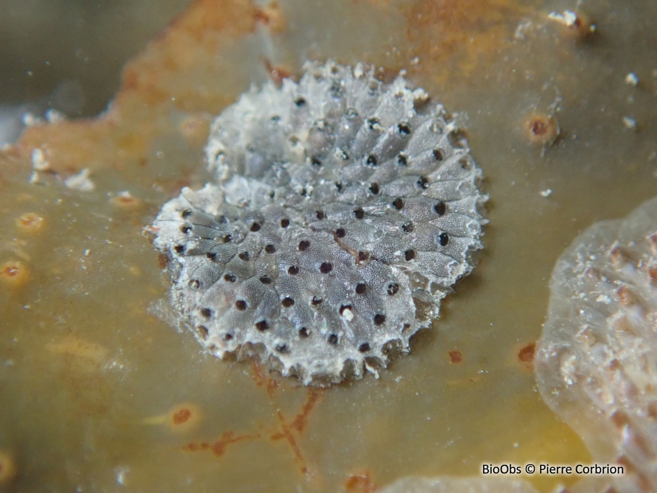 Bryozoaire orange vif et noir à points noirs - Watersipora subatra - Pierre Corbrion - BioObs
