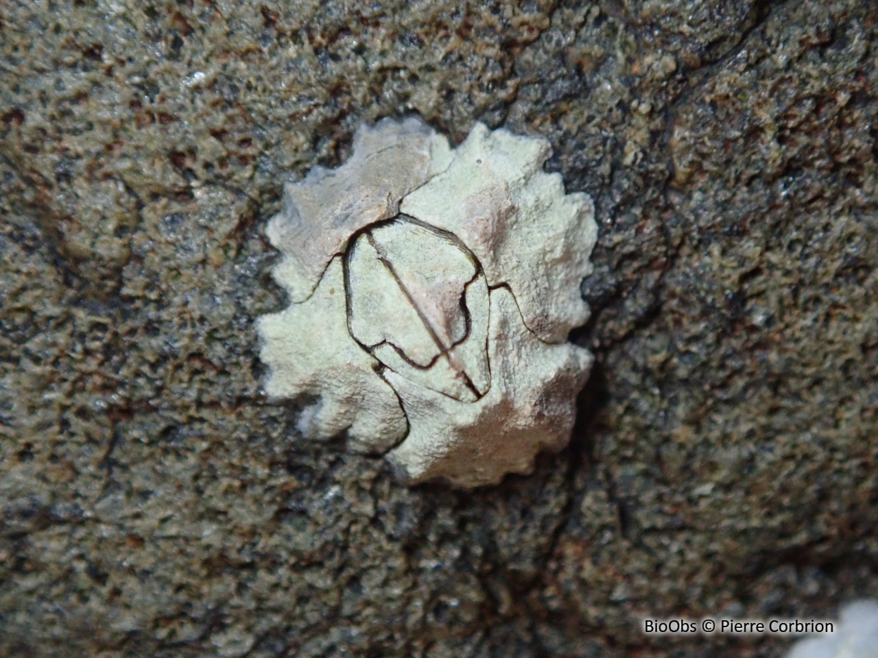 Balane croix de Malte - Austrominius modestus - Pierre Corbrion - BioObs