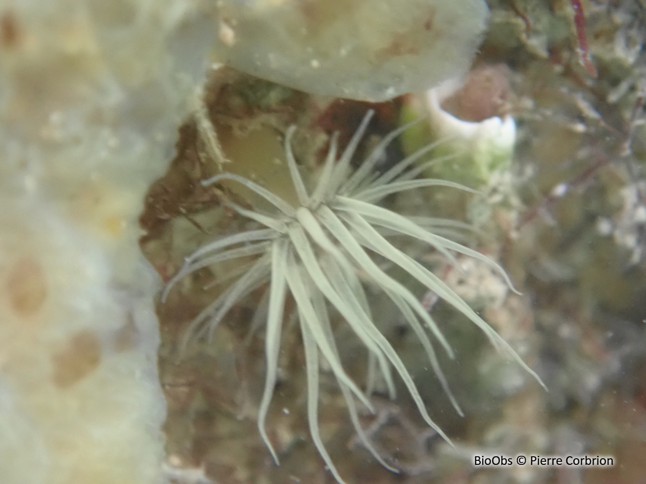 Anémone asiatique lignée - Diadumene lineata - Pierre Corbrion - BioObs