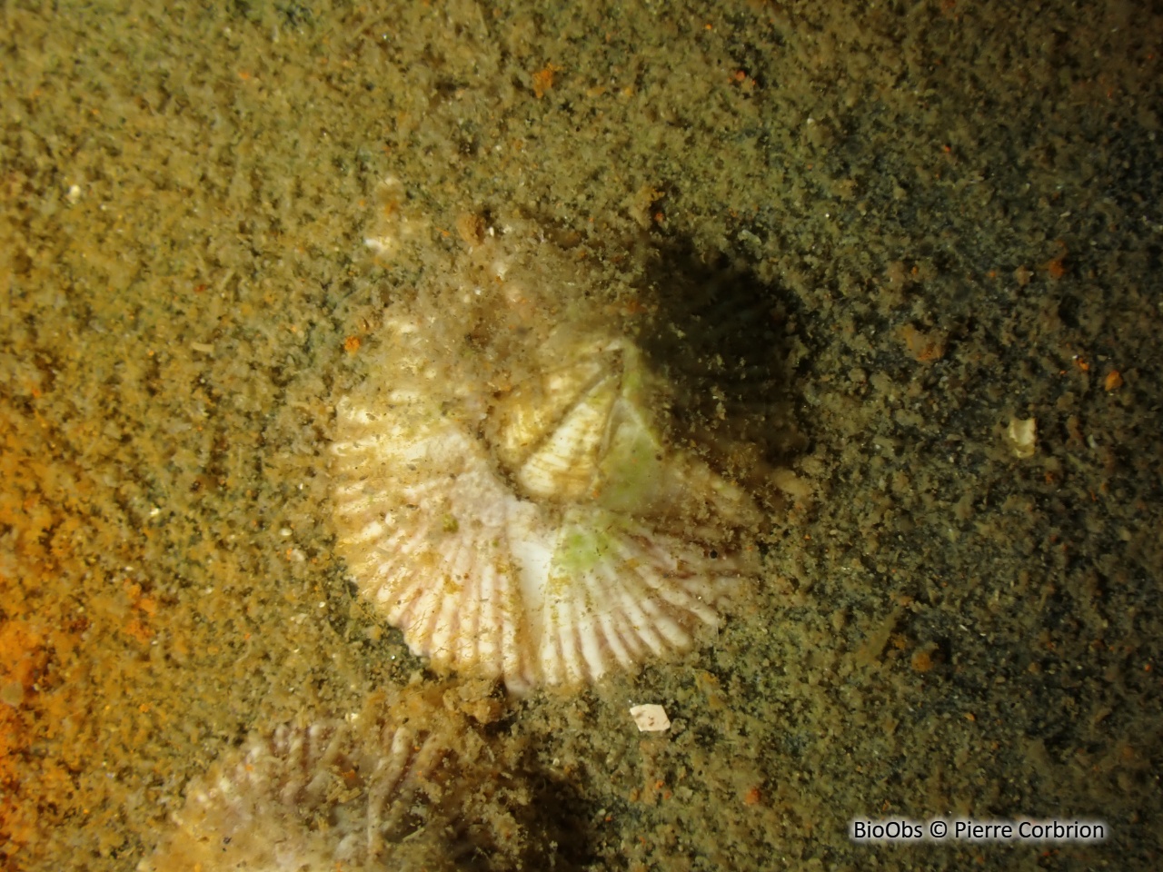 Balane triangulaire - Balanus trigonus - Pierre Corbrion - BioObs