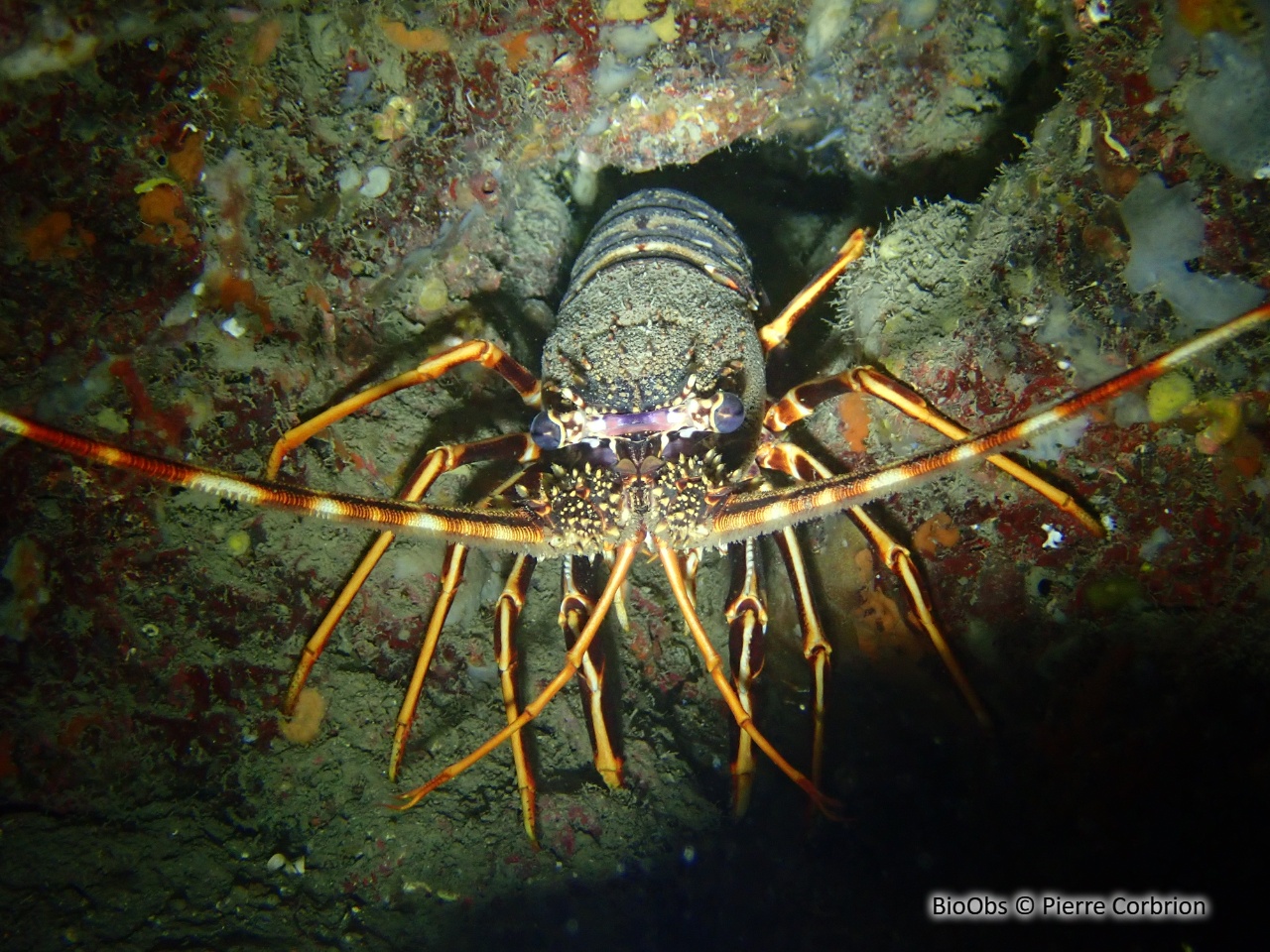 Langouste rouge - Palinurus elephas - Pierre Corbrion - BioObs
